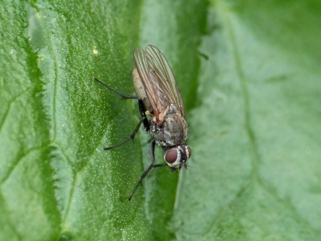 Dittero grigio: Anthomyiidae